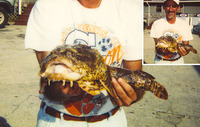Opsanus tau, Oyster toadfish: gamefish, aquarium