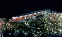 Bryaninops amplus, Large whip goby: aquarium