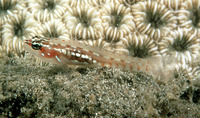 Eviota sigillata, Seven-figure pygmy goby: