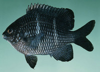 Plectroglyphidodon sindonis, Rock damselfish: aquarium
