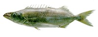 Neoepinnula americana, American sackfish:
