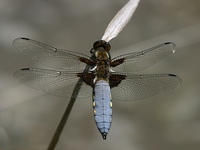 Libellula depressa - Broad-Bodied Chaser