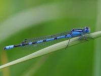 Enallagma cyathigerum - Common Blue Damselfly