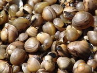 Sphaerium corneum - European fingernailclam