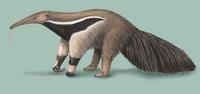Image of: Myrmecophaga tridactyla (giant anteater)