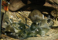 Image of: Octodon degus (degu)