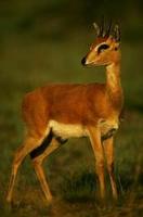 Image of: Ourebia ourebi (oribi)