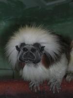 Image of: Saguinus oedipus (cotton-top tamarin)