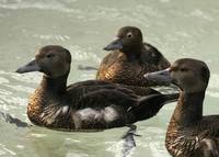 Polysticta stelleri - Steller's Eider