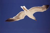 Larus michahellis - Western Yellow-legged Herring Gull