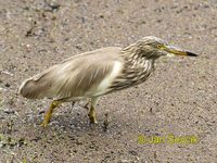 Ardeola grayii - Indian Pond-Heron