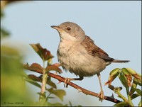 Sylvia communis - Whitethroat