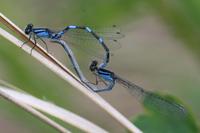 Image of: Enallagma carunculatum