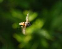 Image of: Hybomitra