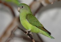 Agapornis cana - Grey-headed Lovebird