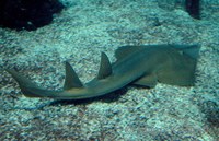 Rhinobatos typus - Austalian Guitarfish