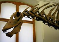 Amargasaurus cazaui