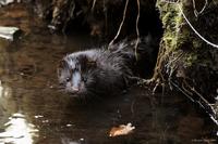 Mustela vison - American Mink