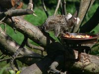 Callithrix jacchus - White-tufted-ear Marmoset