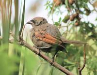 Image of: Agelaioides badius (bay-winged cowbird)