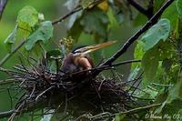 Image of: Ardea purpurea (purple heron)