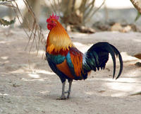 Image of: Gallus gallus (red junglefowl)