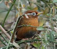 Image of: Garrulax canorus (hwamei)