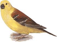 Image of: Passer luteus (Sudan golden-sparrow)