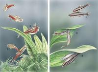 Image of: Characiformes (leporins and piranhas)