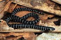 Image of: Atractus latifrons