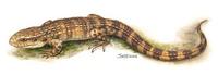 Image of: Dracaena paraguayensis