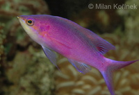 Pseudanthias tuka - Purple Anthias