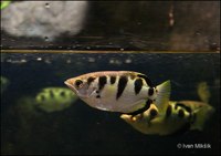 Toxotes jaculatrix - Banded Archerfish