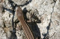 Ophisops elegans - Snake-eyed Lacertid