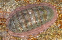 ウスヒザラガイ Ischnochiton comptus