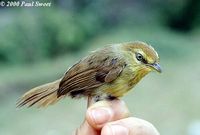 Pin-striped Tit Babbler - Macronous gularis