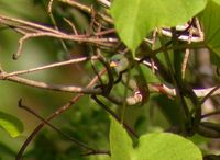 Tricolored Parrotfinch - Erythrura tricolor