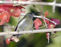 White-flanked Sunbird - Aethopyga eximia