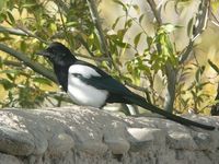 Black-billed Magpie - Pica pica