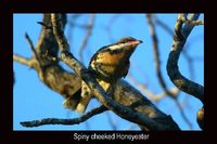 Spiny cheeked Honeyeater