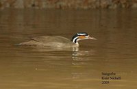 Sungrebe - Heliornis fulica