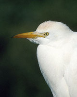 Cattle Egret (Bubulcus ibis) photo