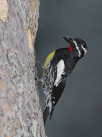 Williamson's Sapsucker (Sphyrapicus thyroideus) photo