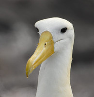 Waved Albatross (Diomedea irrorata) photo