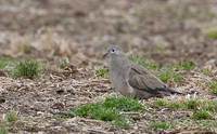 Black-winged Ground-Dove (Metriopelia melanoptera) photo