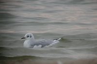 Bonaparte's Gull - Larus philadelphia