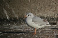 Black-headed Gull - Larus ridibundus