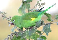 Yellow-chevroned Parakeet - Brotogeris chiriri