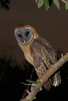 Ashy-faced Owl - Tyto glaucops