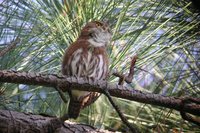 Ferruginous Pygmy-Owl - Glaucidium brasilianum